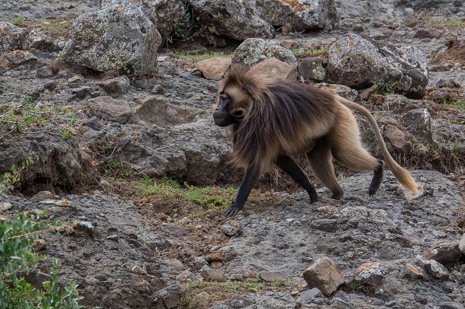 Day Trip From Addis Ababa See Historical Monastery,Stunning Nature,Animals,Birds - Portuguese Bridge near Debre Libanos: narrow span, big views