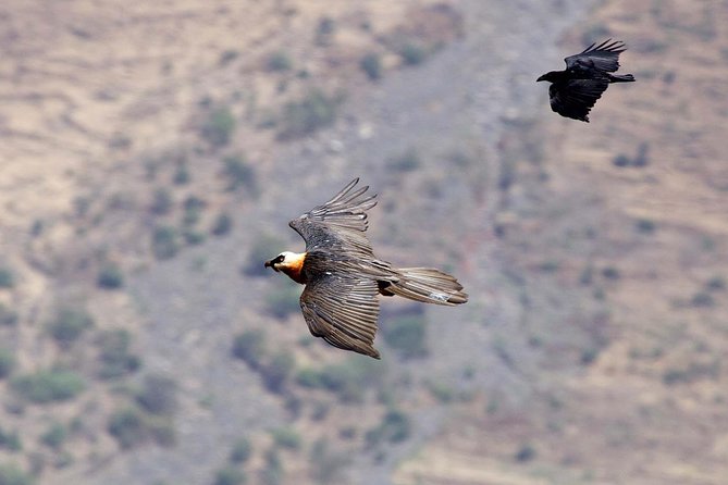 Day Trip From Addis Ababa See Historical Monastery,Stunning Nature,Animals,Birds - FAQ