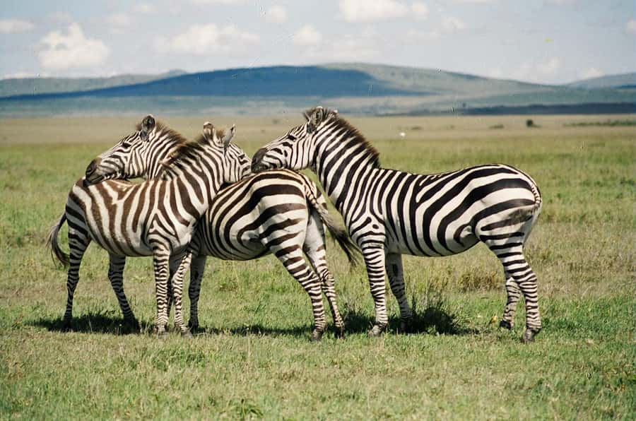 Day Trip: Hell's Gate Bike Ride & Lake Naivasha Boat Ride - Lake Naivasha Boat Ride: Hippos, Big Bird Energy, and a Relaxed 2 Hours