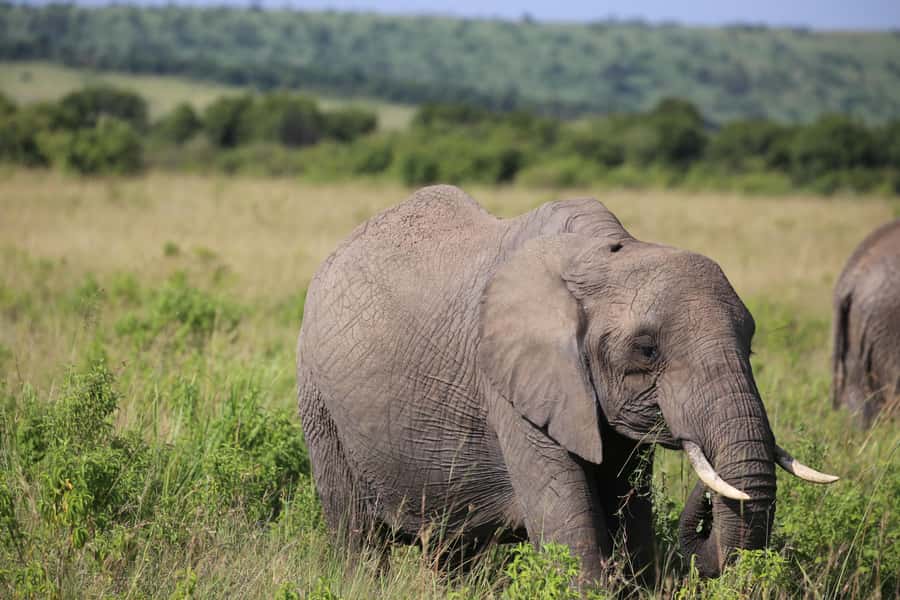 Day Trip: Hell's Gate Bike Ride & Lake Naivasha Boat Ride - Cycling Hell’s Gate National Park: The 16 km Reality Check (and Why It’s So Good)