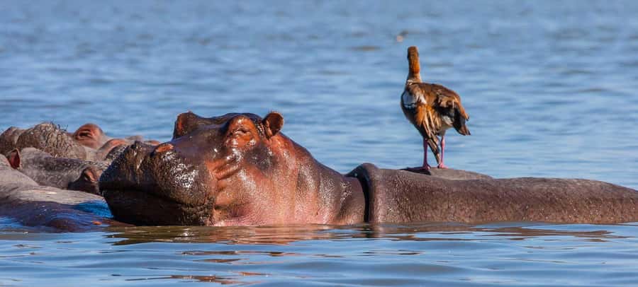 Day Trip: Hell's Gate Bike Ride & Lake Naivasha Boat Ride - Lunch Near the Park: How to Budget the Meal Break