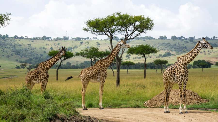 Day Trip: Hell's Gate Bike Ride & Lake Naivasha Boat Ride - Who Should Book This Trip (and How to Stay Comfortable)