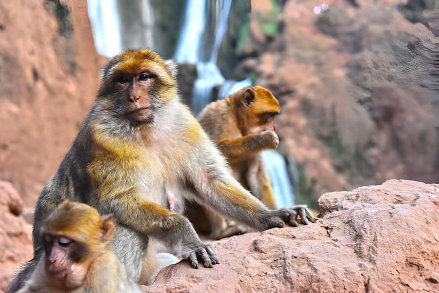 Day Trip To Ouzoud Waterfalls (Guide Hik & Boat option) - Key things that make this Ouzoud day trip work
