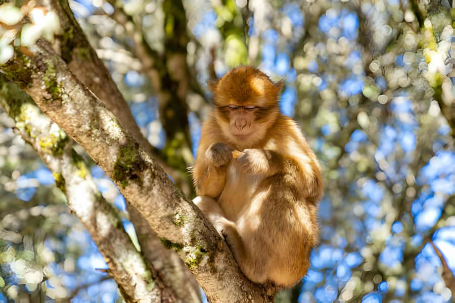 Day Trip To Ouzoud Waterfalls (Guide Hik & Boat option) - Monkeys at Ouzoud: feeding, photos, and how to stay respectful