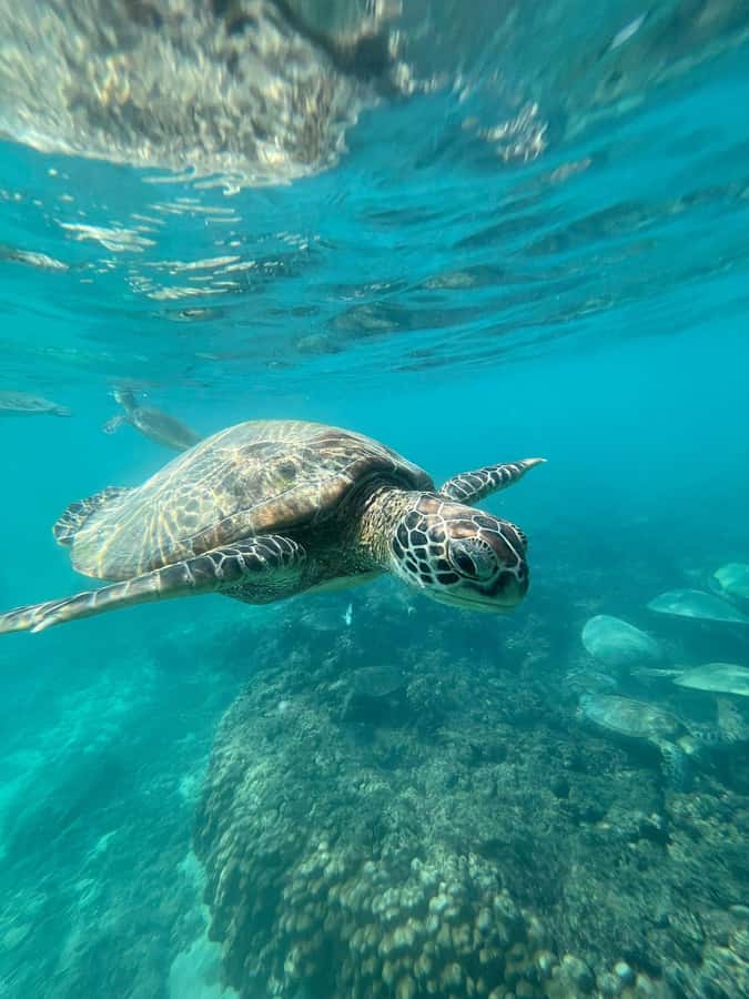 Daymaniyat Island: Snorkelling Tour with Tasty Lunch - Key things to know before you go