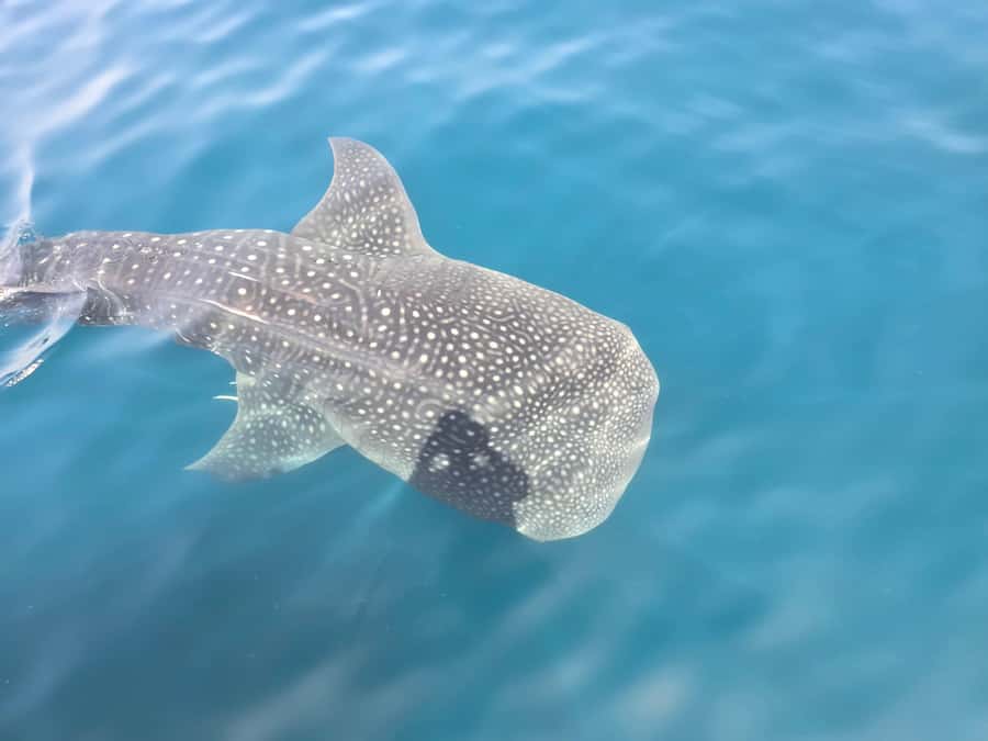 Daymaniyat Island: Snorkelling Tour with Tasty Lunch - Daymaniyat Islands: the protected “turtle and white sand” setup