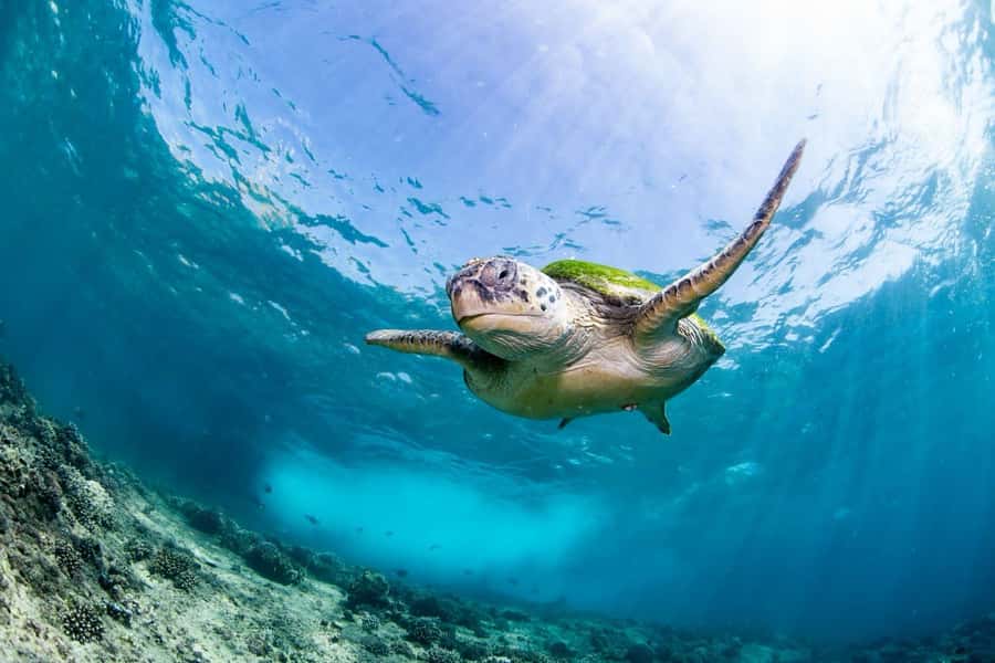 Daymaniyat Island: Snorkelling Tour with Tasty Lunch - The boat ride on Shaheen: practical comfort, not a long lecture