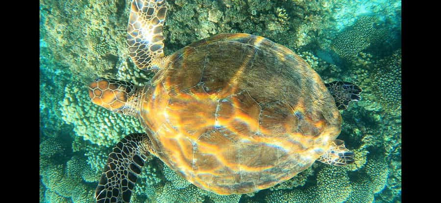 Daymaniyat Island: Snorkelling Tour with Tasty Lunch - Two snorkeling stops: how the day is paced