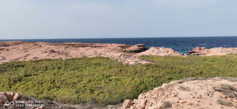 Daymaniyat Island: Snorkelling Tour with Tasty Lunch - Wildlife you might spot (and what that means for your camera roll)