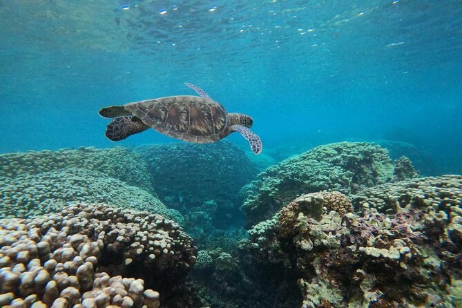 Daymaniyat Islands Snorkeling Sharing Trip - Al Mouj Marina meeting point: simple start, fewer headaches