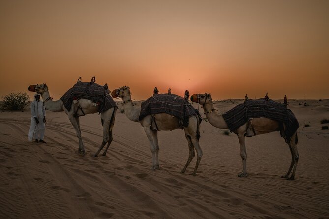 Deluxe Sunset Desert Safari: SandSurfing, Camel Ride & BBQ dinner - Sandboarding plus golden light: the easiest thrill to enjoy