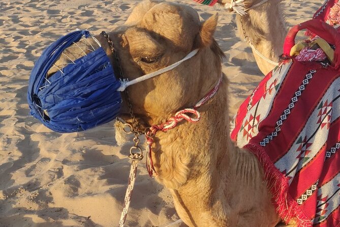 Desert Safari Dubai 30 Mins Quad Bike, Sand Board, Camel Ride BBQ - Camel ride and sandboarding: fun adds, but they’re not always long