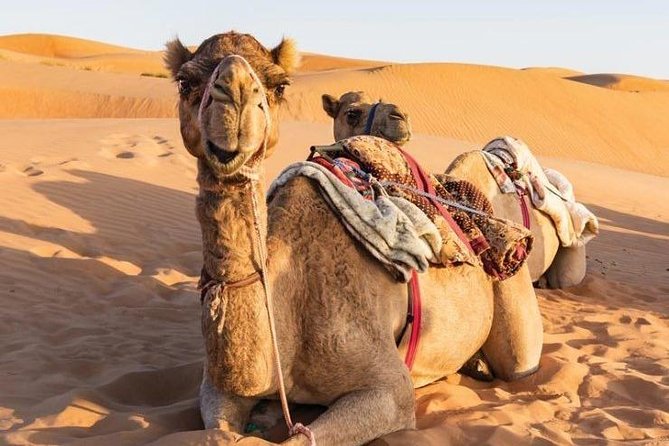 Desert Safari Sharing Tours - Pickup Timing and Shared-Group Reality (The Part That Can Make or Break Your Day)