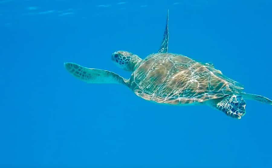 Dhow Adventure to Wasini Island & Kisite Marine Park - Key things that make this tour worth your time