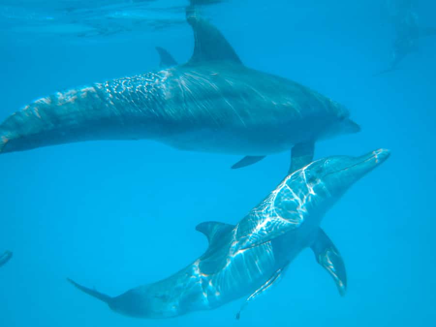 Dhow Adventure to Wasini Island & Kisite Marine Park - On board the big dhow: breakfast, drinks, and onboard comfort that counts