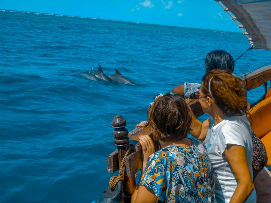 Dhow Adventure to Wasini Island & Kisite Marine Park - Wildlife ethics: what the best dolphin days have in common