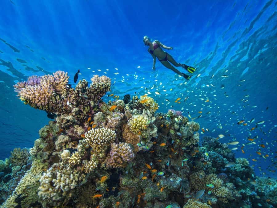 Discover Scuba Diving in Dubai - The Underwater Skills Setup: Shallow Water First