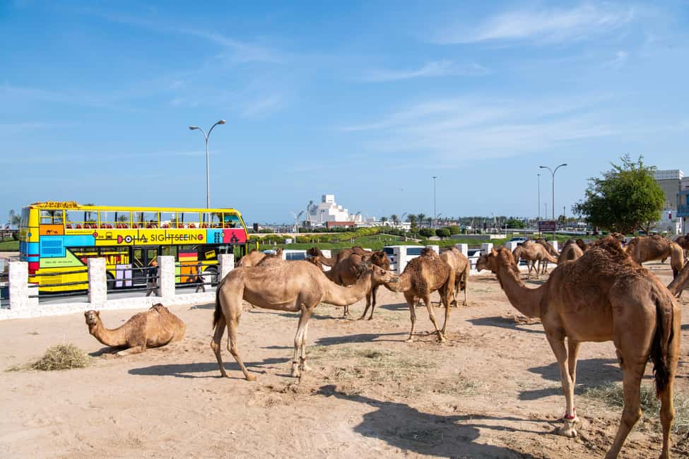 Doha: 24-Hour Hop-On Hop-Off Bus Ticket with Audio Guide - How the 24-hour hop-on hop-off pass moves around Doha