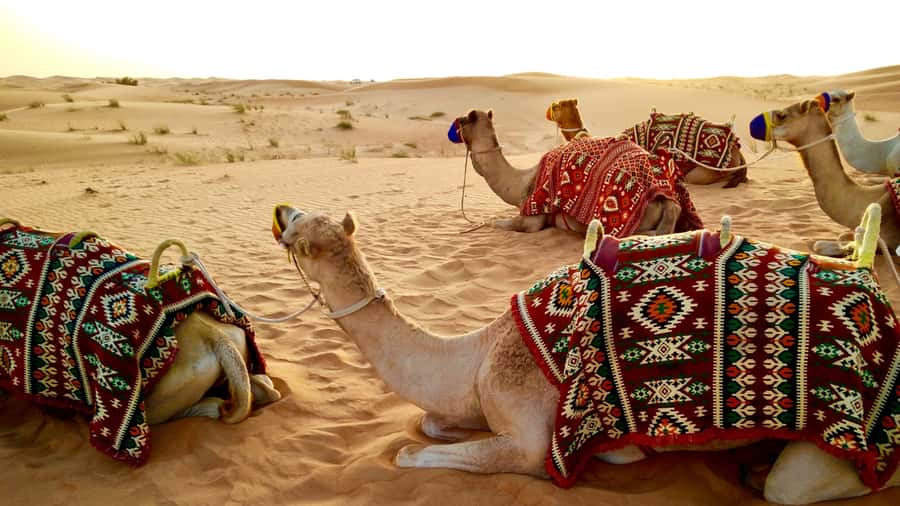 Doha: Dune Bashing Safari, Falcon, Camel, ATV, Sandboarding - Pickup in Doha: where to meet and how to plan your day