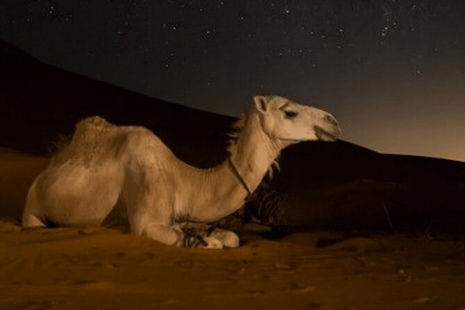 Doha Night Desert Safari Camel Ride Dune Bashing with Transfer - Inland Sea / Khor Al Udaid: sea meeting sand under stars