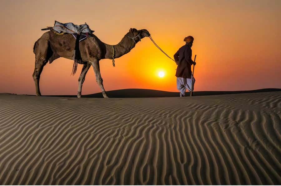 Doha Night Desert Safari Stargazing And Camel Ride - Getting There: Pickup, 4x4 Comfort, and Timing That Works