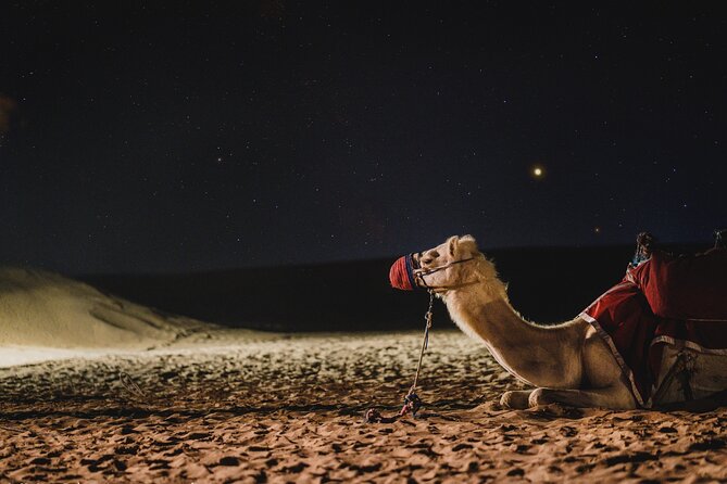 Doha : Night Desert Safari | Transit Safari | Camel ride | Dune Bashing - The Sealine Beach stop: tea, photos, and a short camel ride