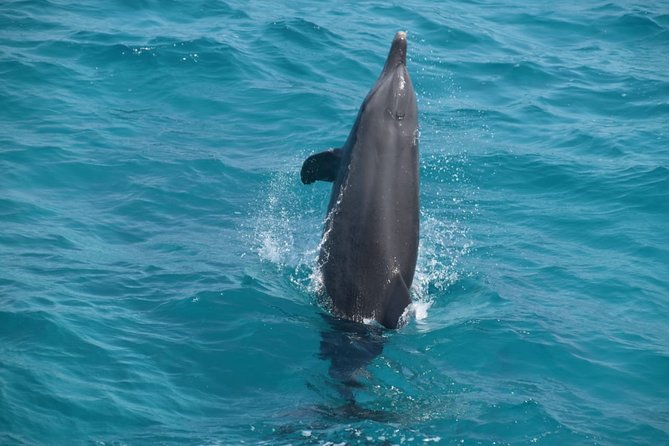 Dolphin House and Banana Boat Fun from Hurghada - Lunch onboard: buffet comfort, drinks, and one small health note