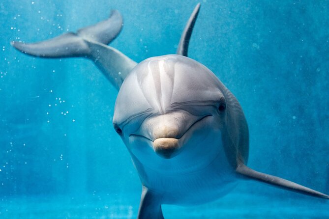 Dolphin House Royal Sea Trip Water Sports W/Transfer - HURGHADA - Hotel Pickup, Coral Reefs, and a Simple Day Plan