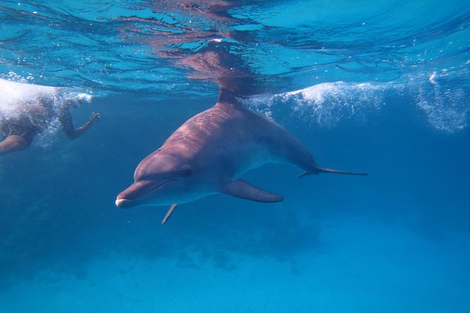 Dolphin House Royal Sea Trip Water Sports W/Transfer - HURGHADA - Guided Reef Snorkeling in Dolphin House Waters