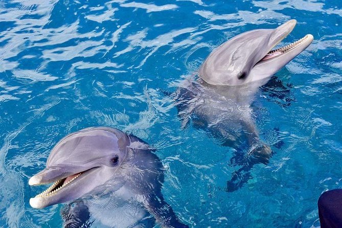Dolphin House Royal Sea Trip Water Sports W/Transfer - HURGHADA - Practical Tips Before You Go From Hurghada