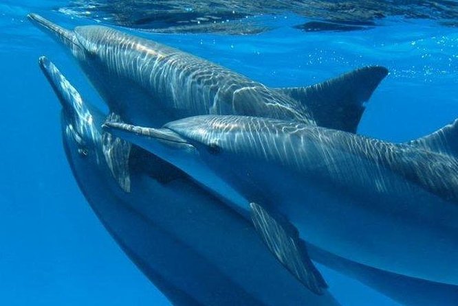 Dolphin House Royal Sea Trip Water Sports W/Transfer - HURGHADA - Chasing Dolphin House: What You Can Expect (and What You Can’t)