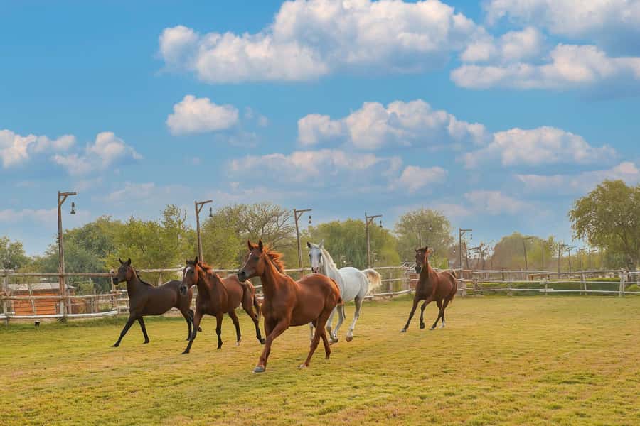 Dubai: Al Marmoom Oasis Horse Riding Experience with Snack - Al Marmoom Oasis and Al Salah Studs: Why This Horse Ride Feels Different