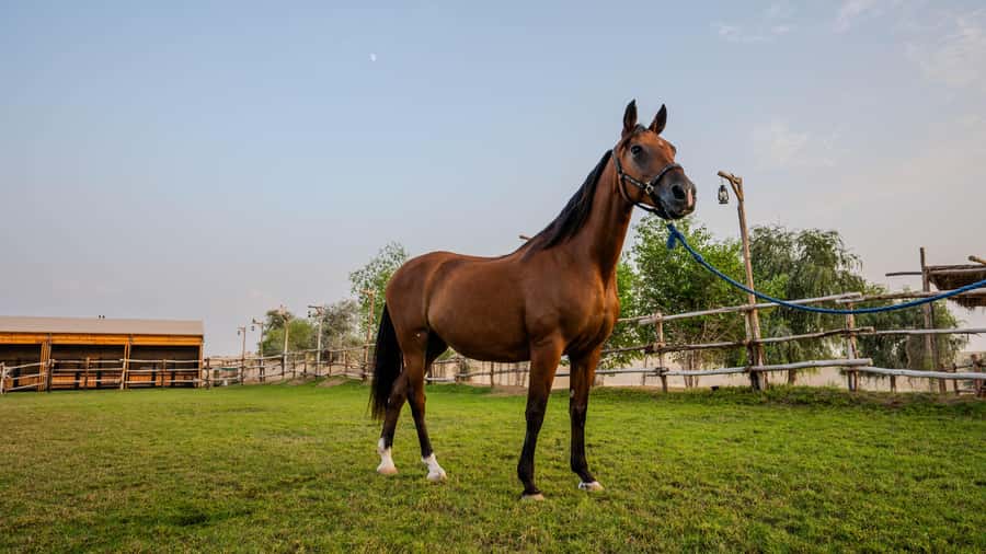 Dubai: Al Marmoom Oasis Horse Riding Experience with Snack - The Oasis Ride: 30 vs 45 Minutes, and the Pace You Can Expect