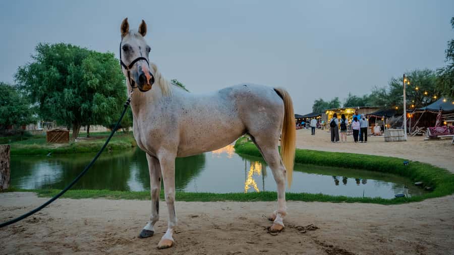 Dubai: Al Marmoom Oasis Horse Riding Experience with Snack - Value for $41: What’s Included, What’s Extra, and What You’re Really Paying For