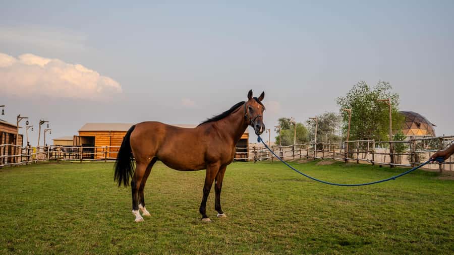 Dubai: Al Marmoom Oasis Horse Riding Experience with Snack - Should You Book Al Marmoom Oasis Horse Riding With Snack?