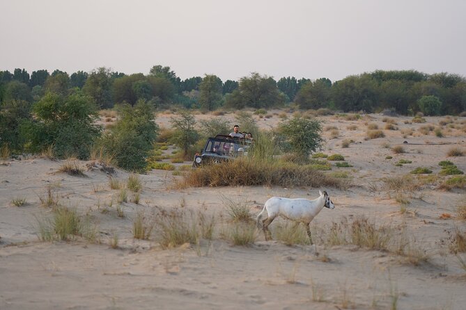 Dubai: Al Marmoom Oasis Vintage Safari: Camels, Stargazing & Meal - Price and logistics: what $189 really buys you