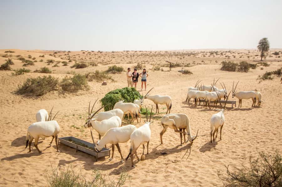 Dubai: Conservation Drive & Platinum Breakfast - The remote desert lake stop: where wildlife often “shows its work”