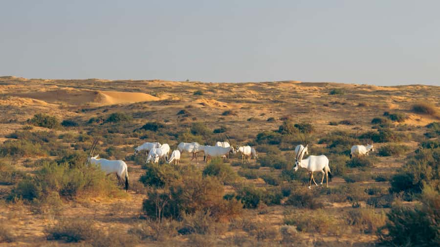 Dubai: Conservation Drive & Platinum Breakfast - Falconer-led bird encounters and a short camel ride in the oasis