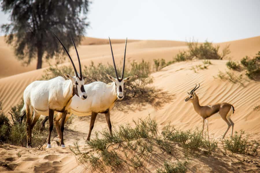 Dubai: Conservation Drive & Platinum Breakfast - Price and value: what $189 buys you in the real world