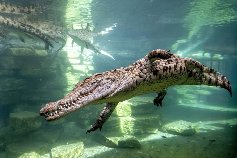 Dubai Crocodile Park Ticket - Key Highlights Worth Your Time