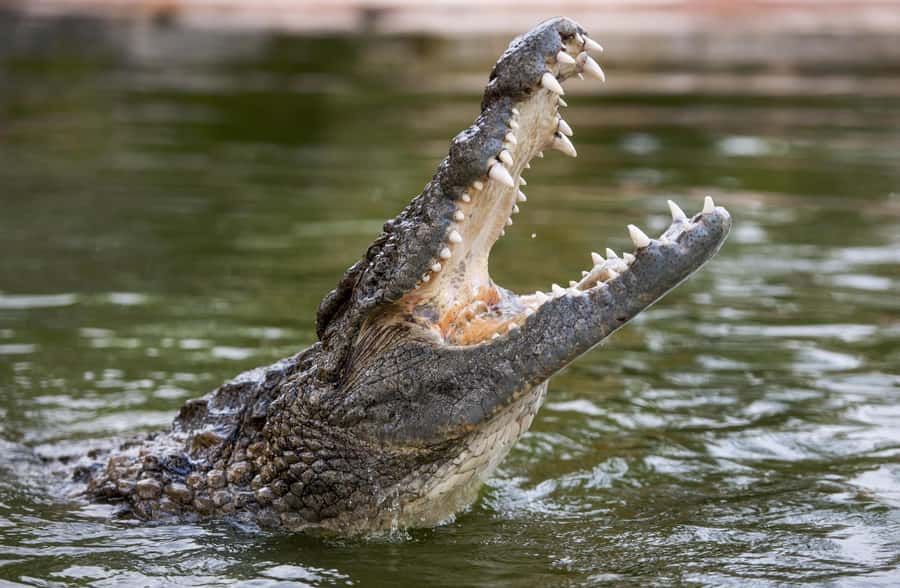 Dubai Crocodile Park Ticket - Dubai Crocodile Park Ticket: What This Admission Actually Covers
