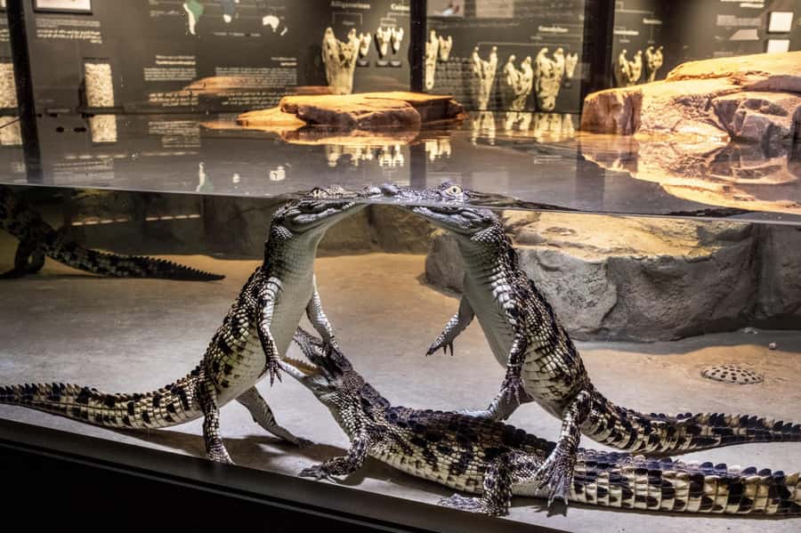 Dubai Crocodile Park Ticket - 250 Nile Crocodiles: What You’ll Really Notice as You Walk