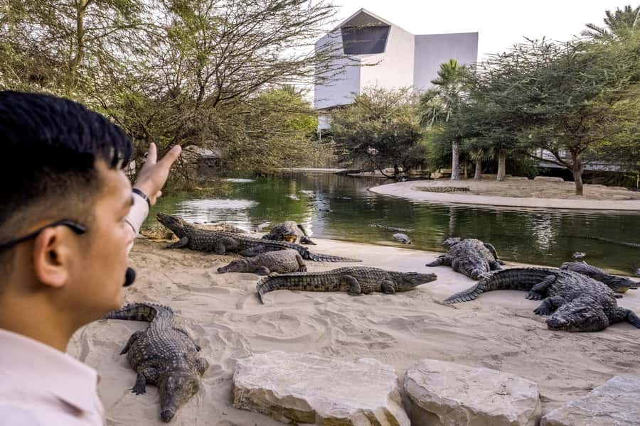 Dubai Crocodile Park Ticket - Aquarium and Underwater Views: The “Different Angle” Payoff