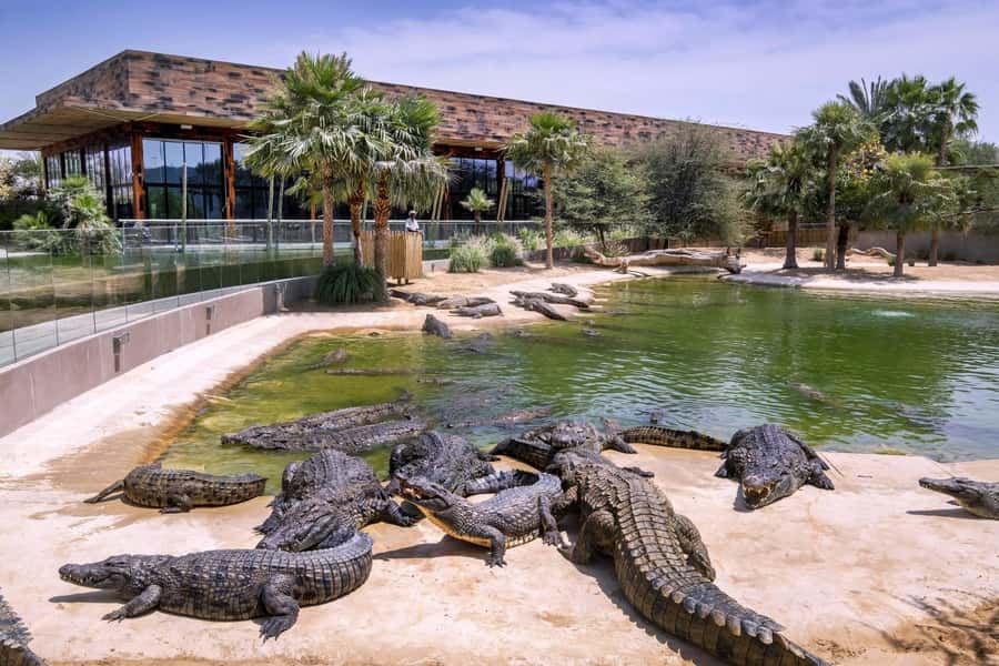 Dubai Crocodile Park Ticket - Price and Value: Is $17 Worth It?