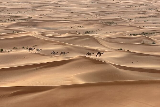 Dubai Desert Safari, Camel, Live BBQ & Shows (Private 4x4 Car) - Key highlights you should know