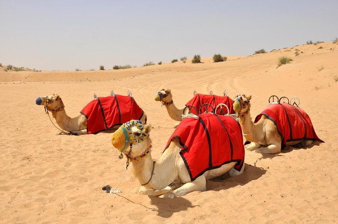Dubai Desert Safari: Camel Ride, Sandboarding, BBQ & House Drinks - Key things to know before you go