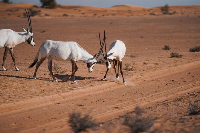 Dubai Desert Safari: Camel Ride, Sandboarding, BBQ & House Drinks - The BBQ buffet and house drinks: what unlimited really means