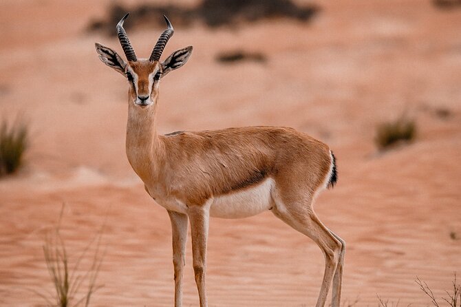 Dubai Desert Safari: Camel Ride, Sandboarding, BBQ & House Drinks - Price value check: is $123 a smart deal for your plans?
