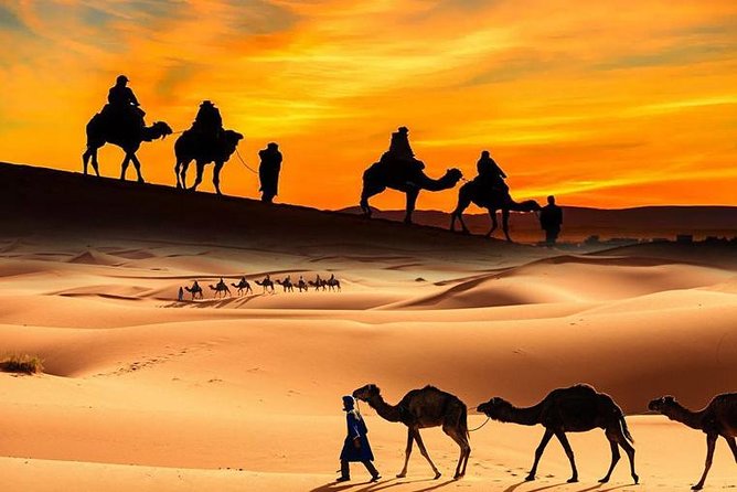Dubai Desert Safari with BBQ, 3 Shows & Camel Ride at Majlis Camp - Oasis and Camel Farm Stops: What You See Before the Sunset Moment