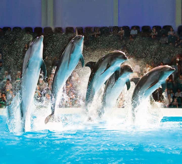 Dubai: Dubai Dolphinarium Dolphin, Seal & Bird Show Tickets - Key things I’d focus on before you go